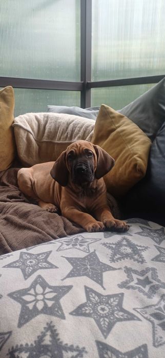 Fila brasileiro szczeniak