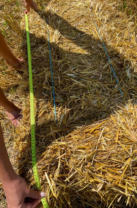 Ячна солома 2025 року