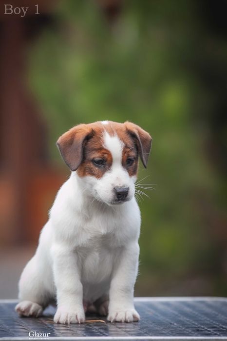 Породисте цуценя Джек Рассел тер'єр. 2 хлопчика, 1 дівчина