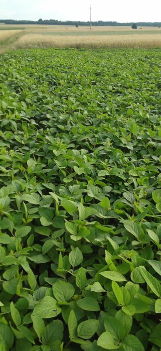 Sprzedam ziarno soi, soja