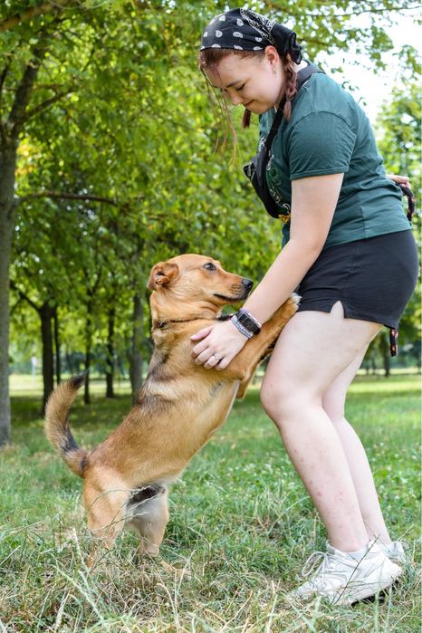 Apik- rudy młody wesoły piesek do adopcji