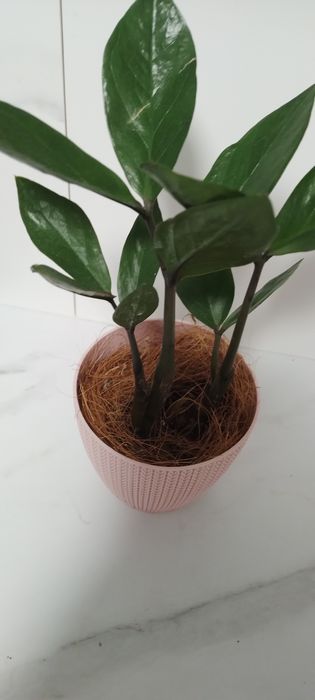 Продам  вазон емаакулькос