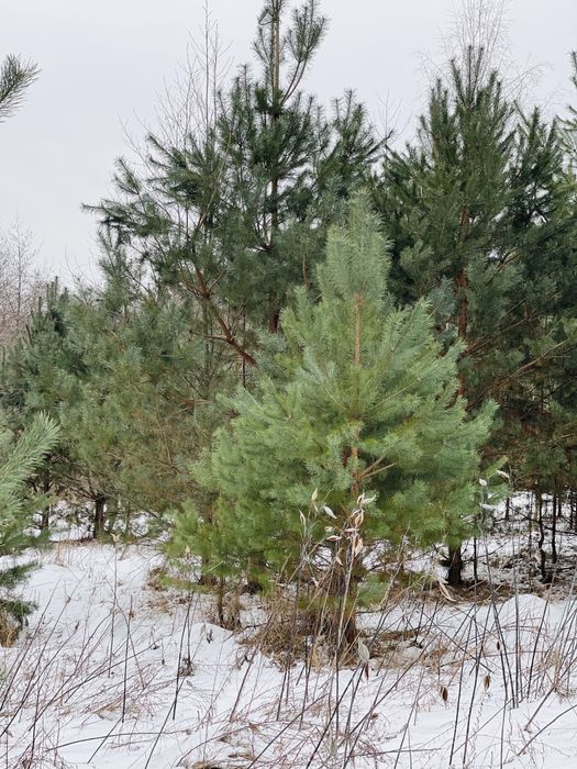 Дмитрівка  куба )ділянка 10 соток