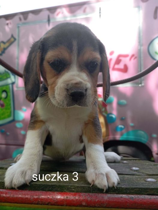 Piękna suczka Beagle
