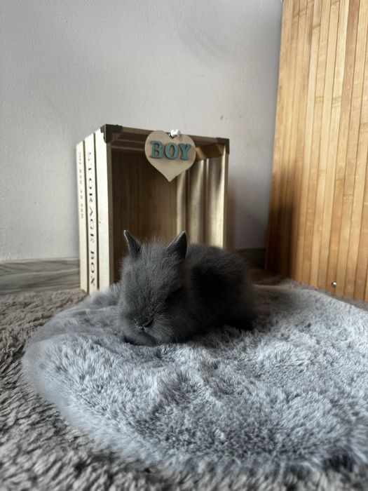 Piękne Karzełki Teddy Długowłose Miniaturki