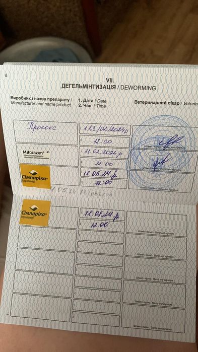 Померанський шпіц хлопчик в'язка
