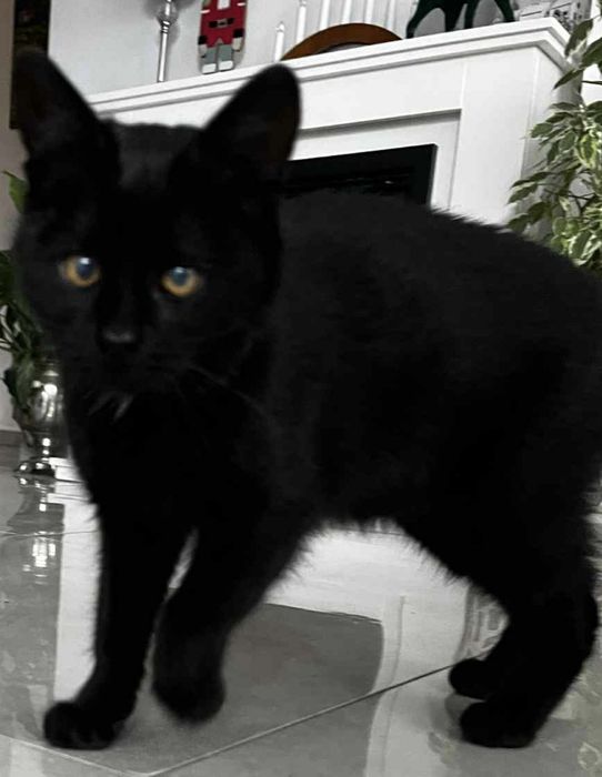 Czarna kotka szuka domu Odbiór osobisty