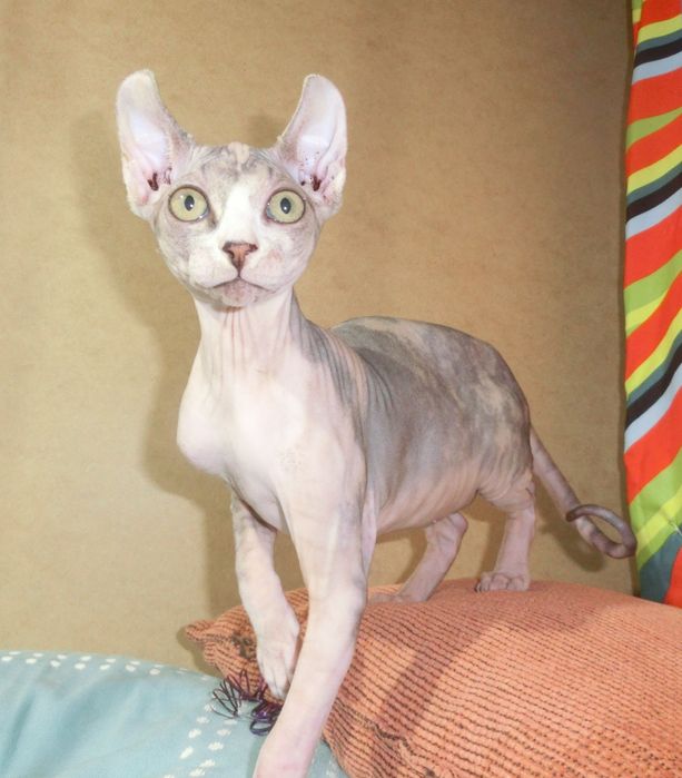 Ельф дівчинка канадський сфінкс