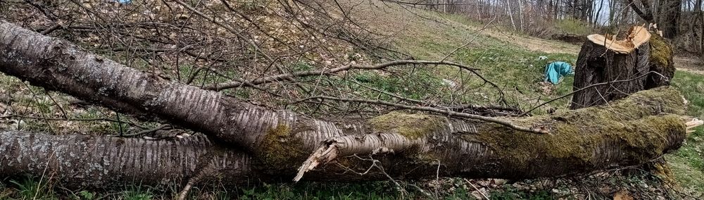 Drewno drzewo czereśniowe  czereśnia