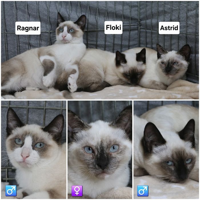 Gatinhos 7/8 meses ADOÇÃO!