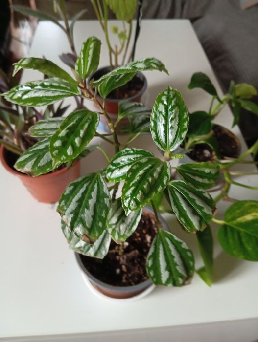 Plantas Naturais 4 euros cada