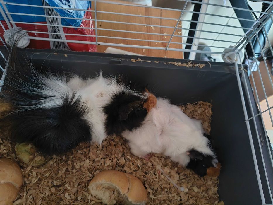 Świnka morska dwie sztuki