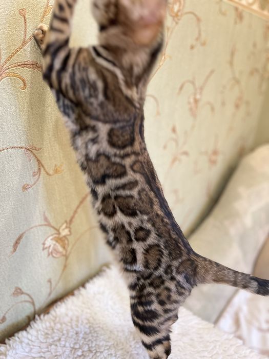 Бенгальська кішечка,2 роки
