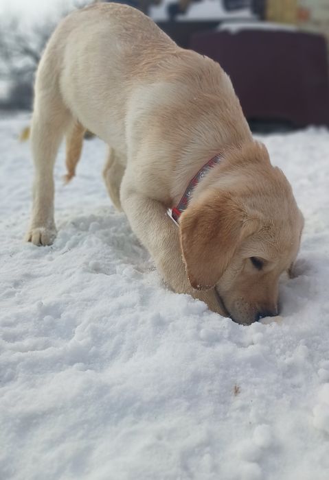 Цуценята-Лабрадорчики