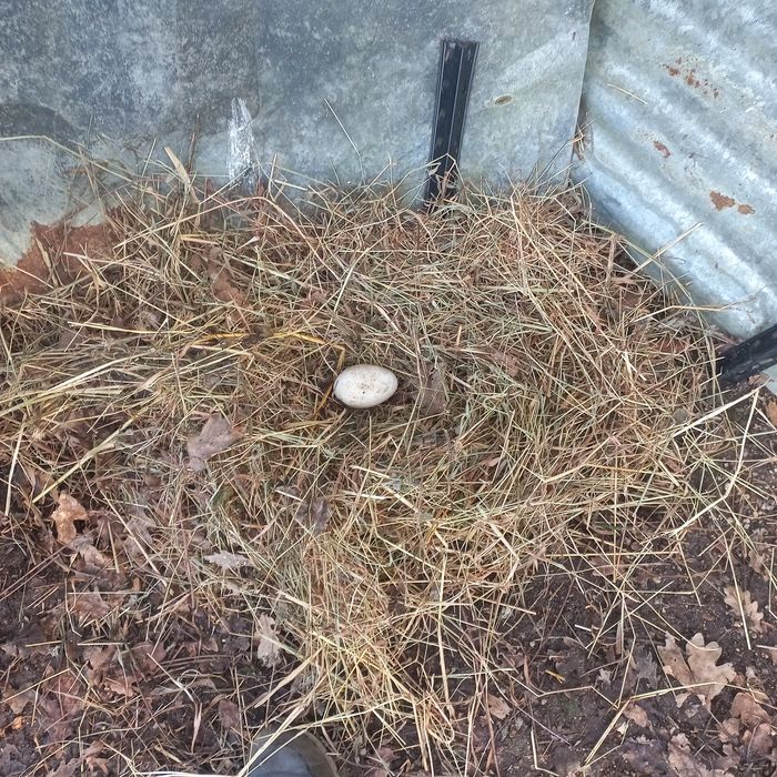 Troco ou vendo ovos de patas mudas e de gansa toulouse