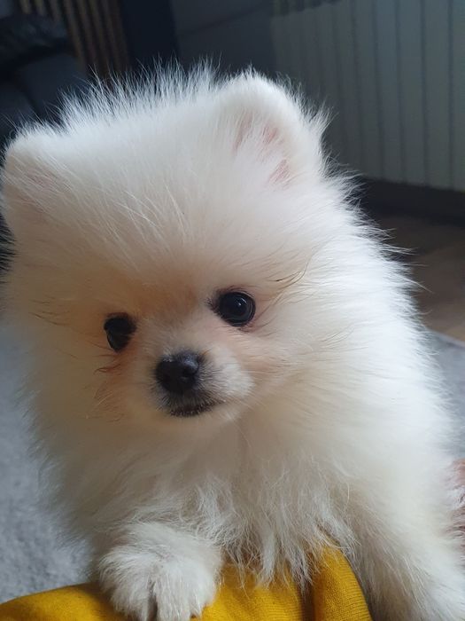 Szpic miniaturowy pomeranian, /Cudny mini mis