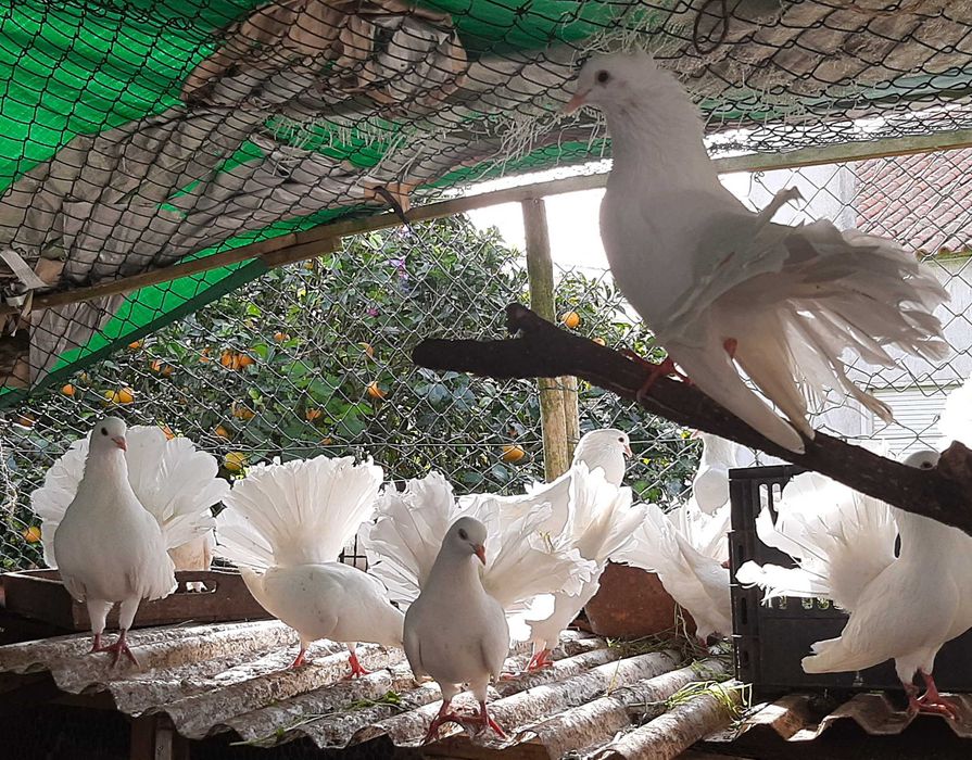 Casal de pombos cauda de leque  prontos a procriar