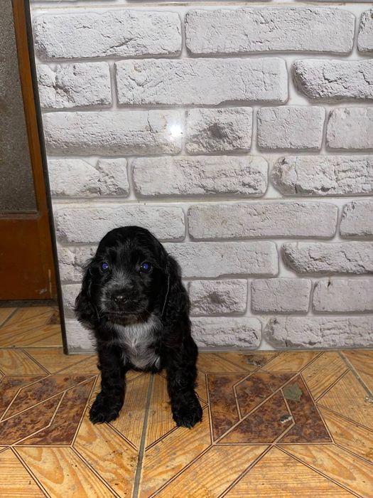 Кокер спаніель 4800 грн.