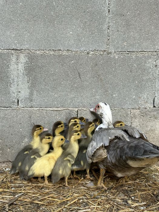 Patos mudos para criação