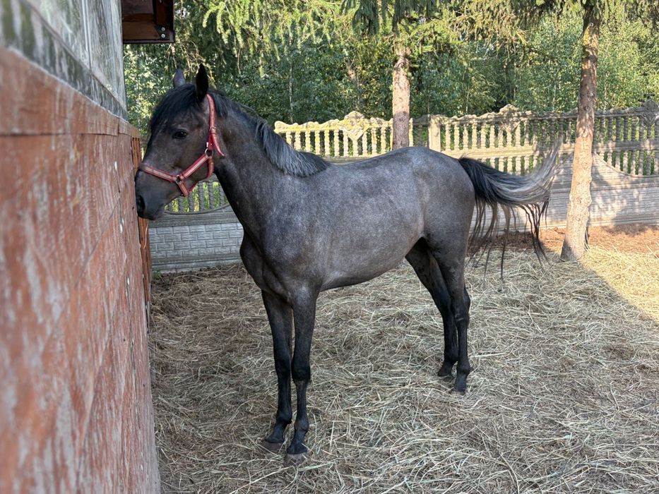 Siwy Ogier Małopolski 154 cm Sprzedaż/Zamiana