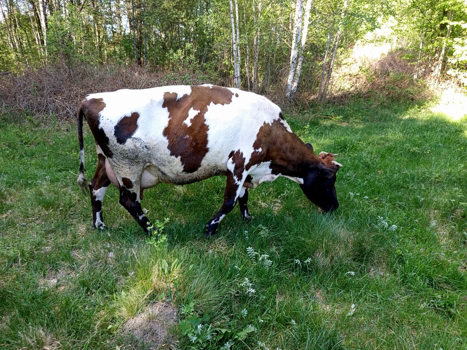 Продам молочну корову