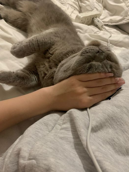Жених ищет кошечку для вязки