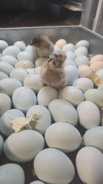 Kury rosy kury silki kury araukany pisklaki araukany