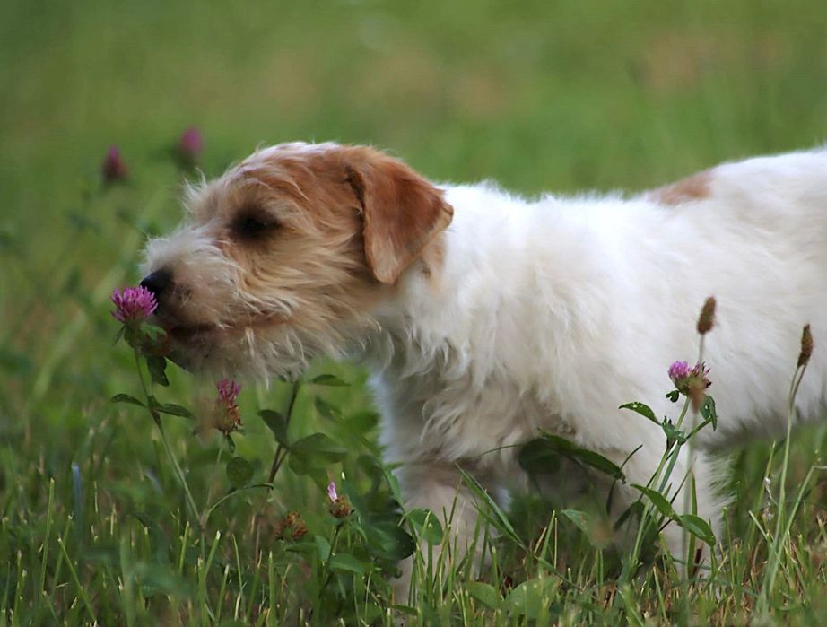 Jack Russell Terrier