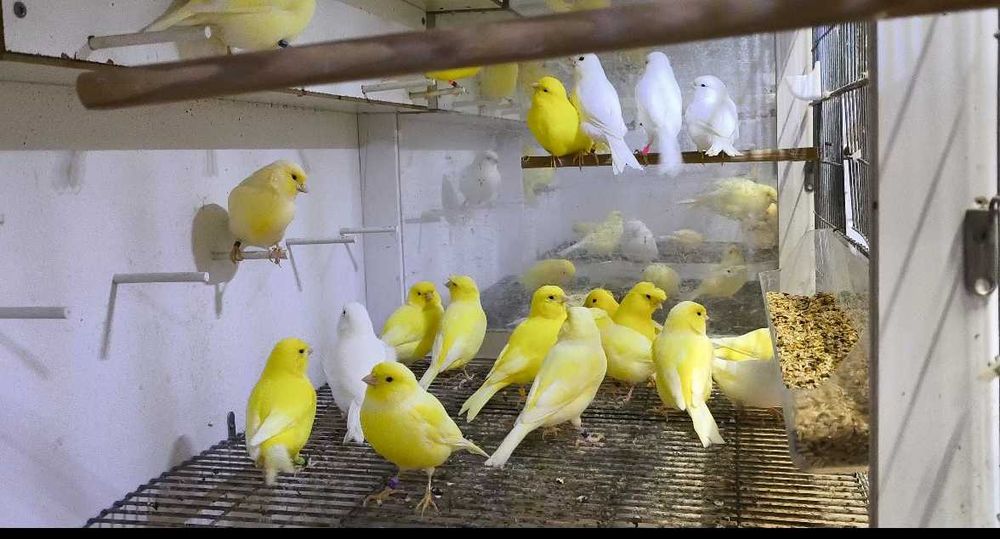 Vários canários poupa alemão