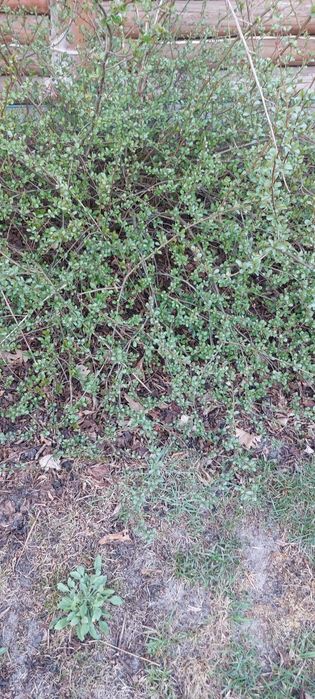 PIILNIE Rhododendron berberys pęcherzyca