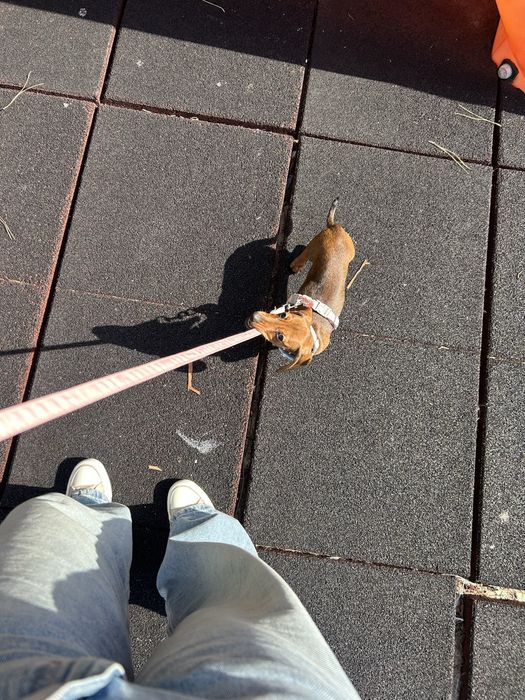 Petsitting e dogwalking