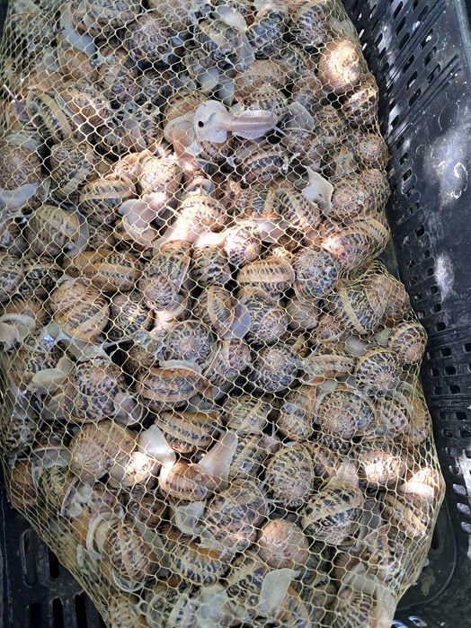 Равлики  мюлєр .