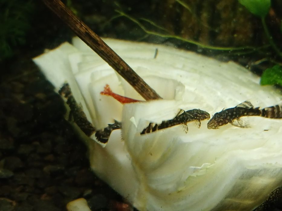 Rybki do akwarium -  narybek  - 3 - 4 cm