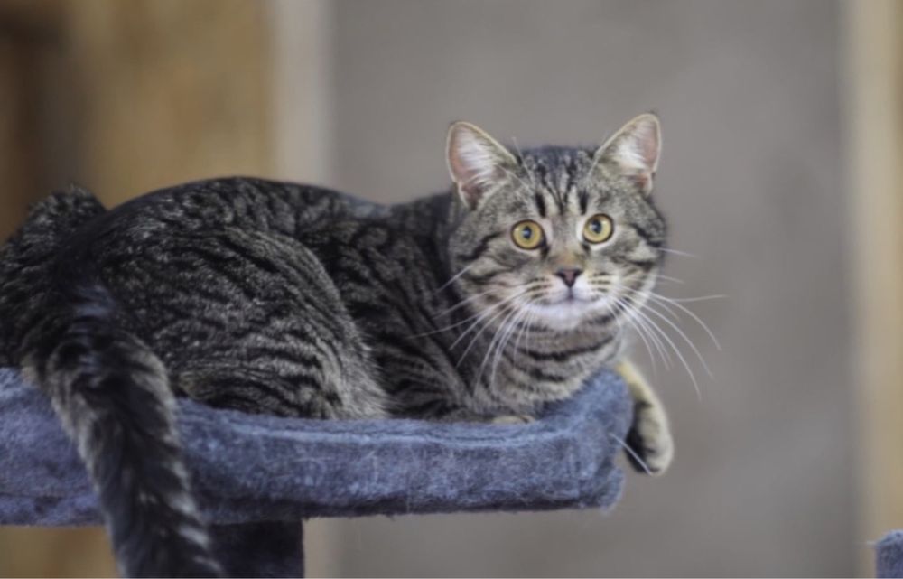 Очаровательный крошик Густав, котенок 8 месяца, милота