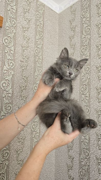 Кошенята в добрі руки