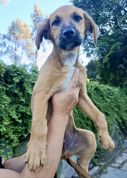 Cães bebés para adoção responsável