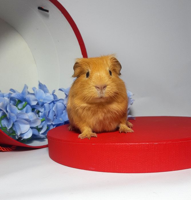 Морская свинка,морська свинка,морские свинки,морські свинки