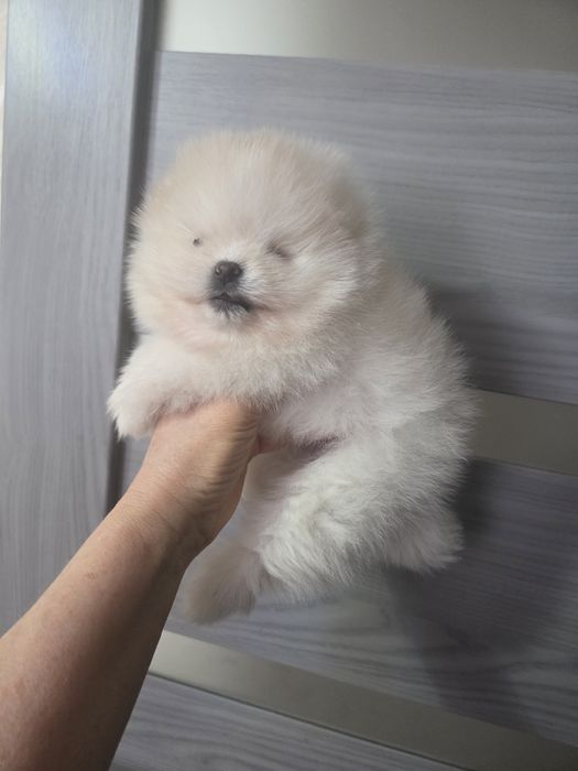 Щенята померанського шпіца