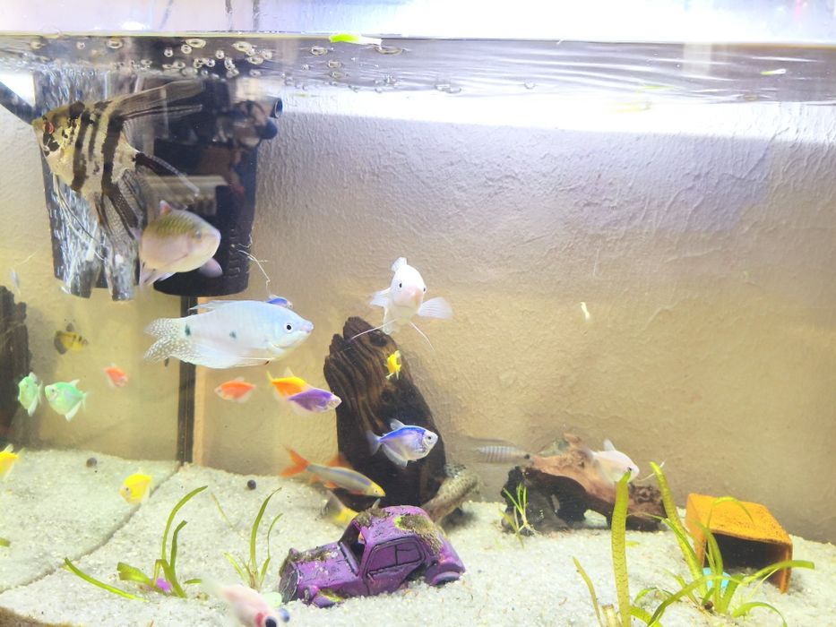 СРОЧНО!!! Продам великий акваріум 150л аквариум