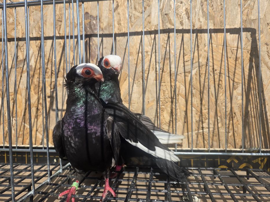 Para koroniarzy kończtych