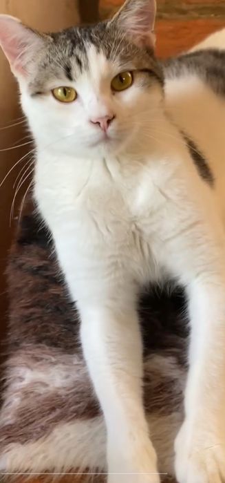 Отдам даром в добрые руки бело-полосатого котика