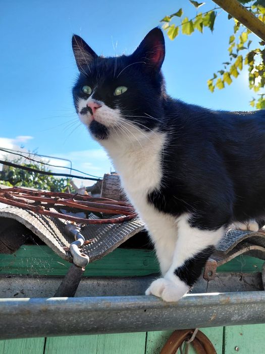 Отдам в хорошие руки котика