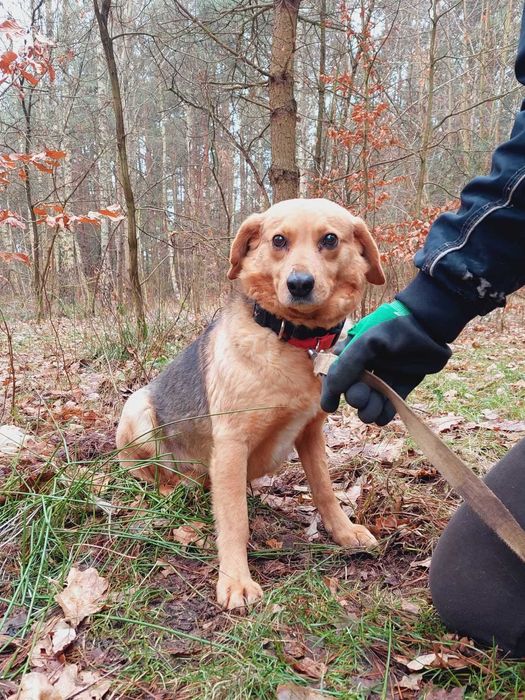 Lidka nieśmiała, delikatna sunia do domu z ogrodem i innym psem 4lat.