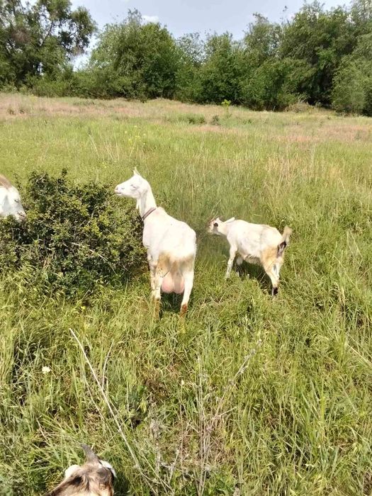 Продаються дойні кози