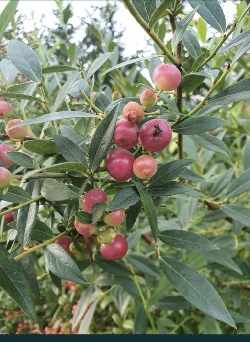 BORÓWKA AMERYKAŃSKA  pink różowa sadzonka 
Krzew owocowy. Pędy wzniesi