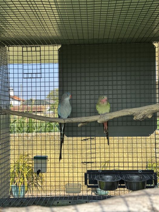 Eximius e princesas de gales