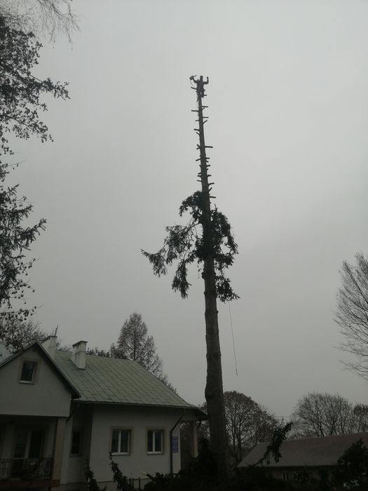 Wycinka drzew,usługi RĘBAKIEM, sprzątanie liści, kultywacja ogródka