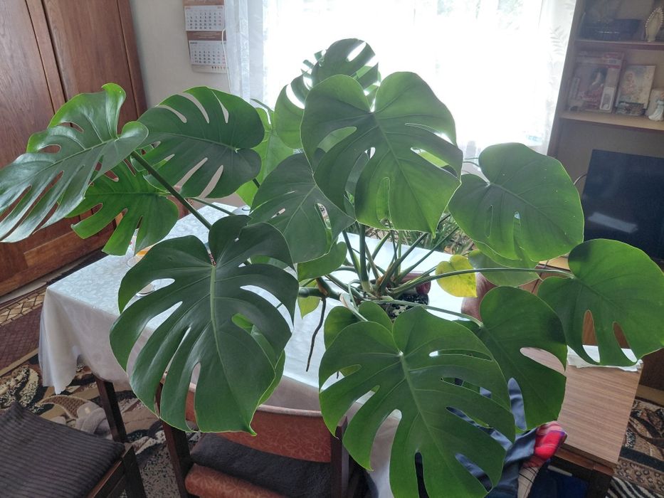 Monstera Deliciosa (dziurawa)