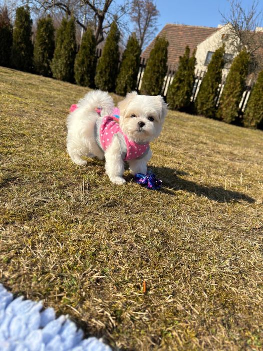 Maltanczyk śliczna dziewczynka suczka