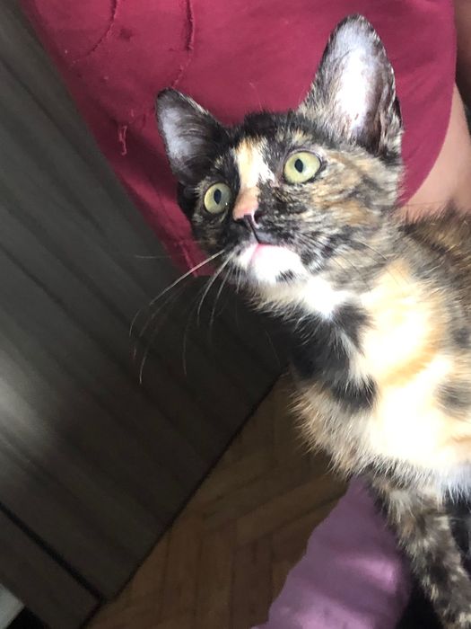 Doação de gatinhos